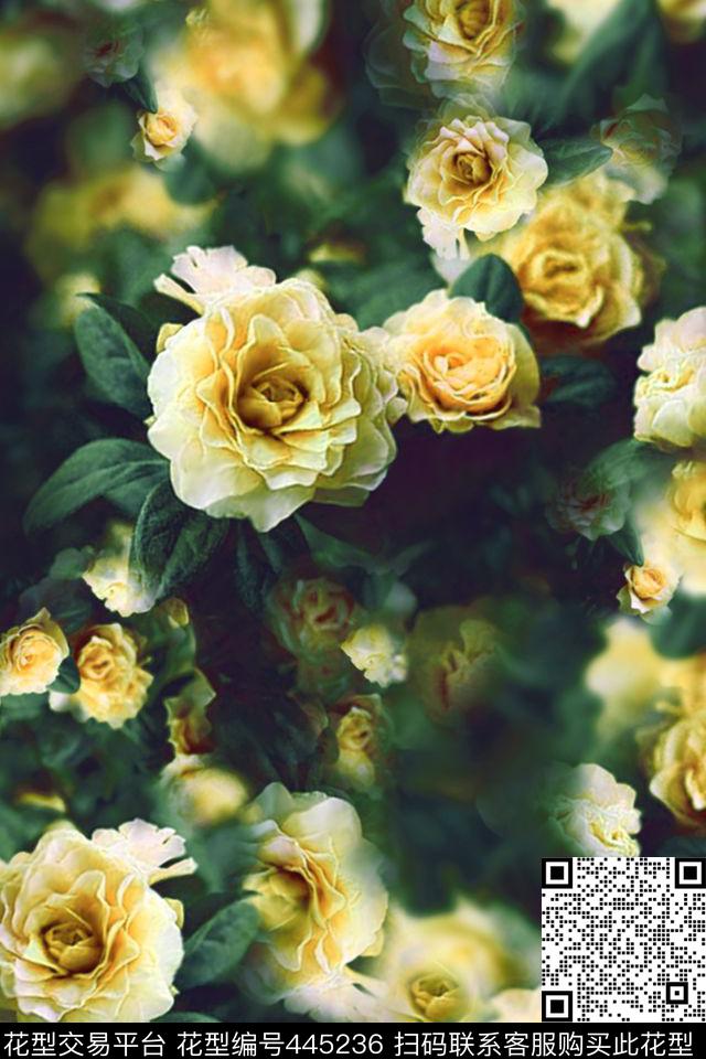 写实梦幻丝绸花卉 - 445236 - 蔷薇 暗地 花卉 - 传统印花花型 － 女装花型设计 － 瓦栏