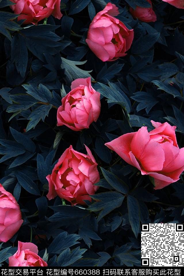 花语86b.jpg - 660388 - 芍药花 典雅 成熟 - 数码印花花型 － 女装花型设计 － 瓦栏