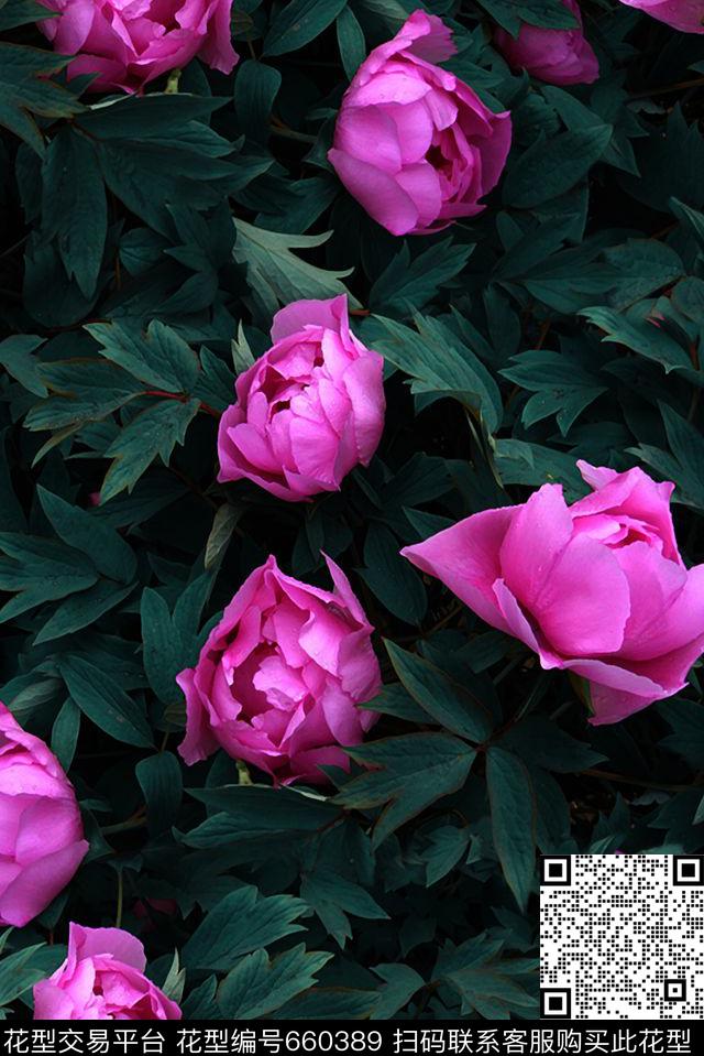 花语86c.jpg - 660389 - 芍药花 典雅 成熟 - 数码印花花型 － 女装花型设计 － 瓦栏
