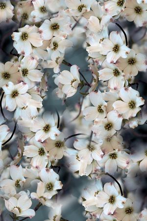 小碎花印花花型图片