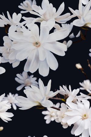 数码花型印花花型图片