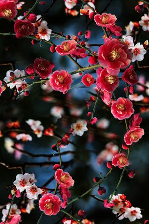 梅花印花花型图片