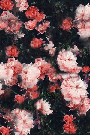 黑底花卉印花花型图片