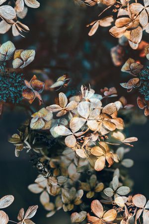 时尚印花花型图片