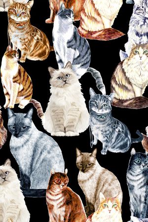 猫印花花型图片
