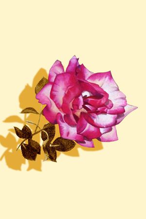 rose印花花型图片