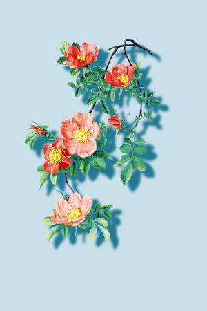 rose印花花型图片