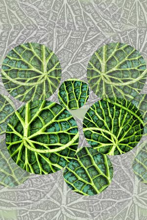植物印花花型图片
