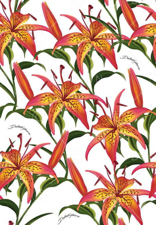 百合印花花型图片