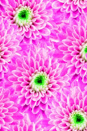菊花印花花型图片