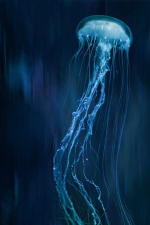 水母印花花型图片