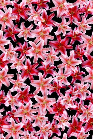 花卉印花花型图片