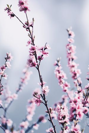 风景景观印花花型图片