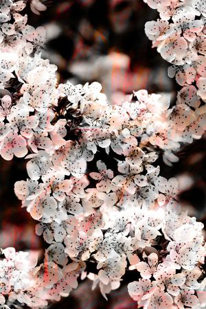 麦穗印花花型图片