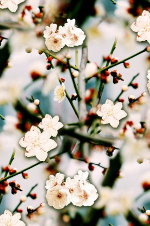 麦穗印花花型图片
