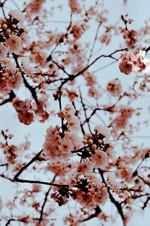 麦穗印花花型图片
