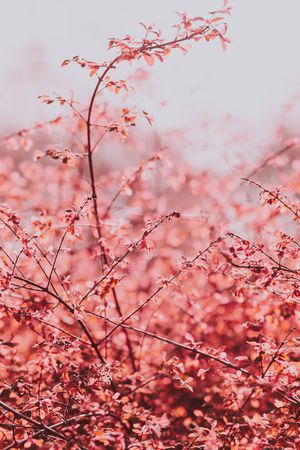 风景景观印花花型图片