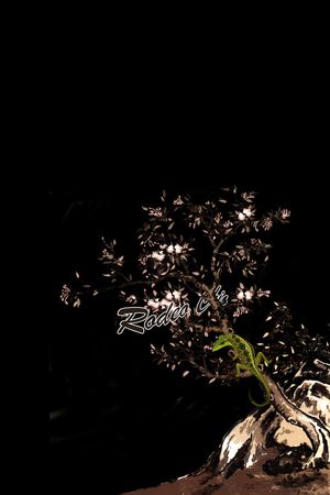胸前独幅印花花型图片