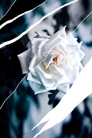 玫瑰花印花花型图片