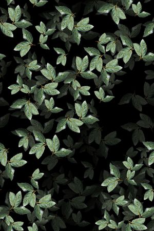 绿植树叶印花花型图片