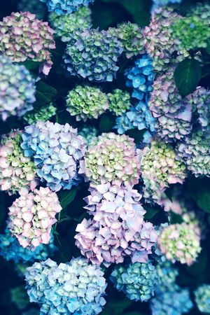 鸢尾花印花花型图片