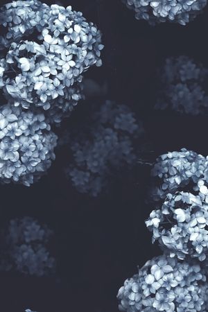 梅花印花花型图片