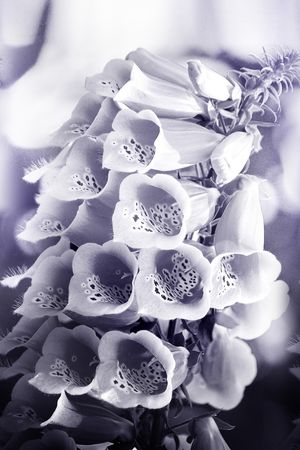 中国风定位花印花花型图片