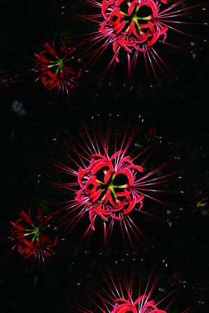 花卉印花花型图片