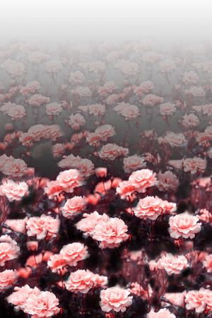女装定位花印花花型图片