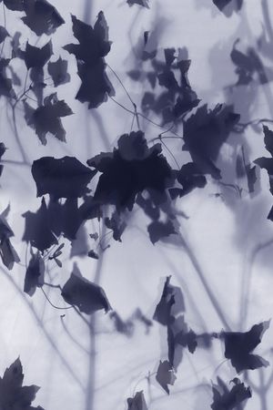 DIOR印花花型图片