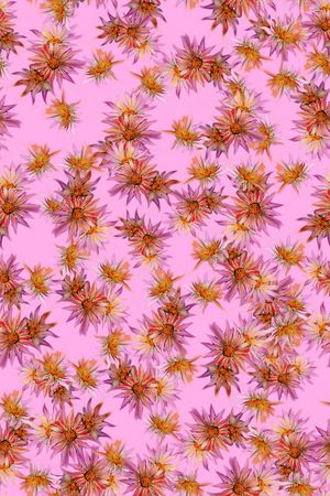 花卉印花花型图片