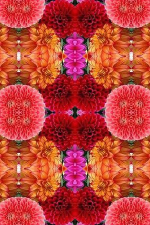 凤尾花印花花型图片