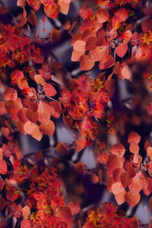 手绘花卉印花花型图片