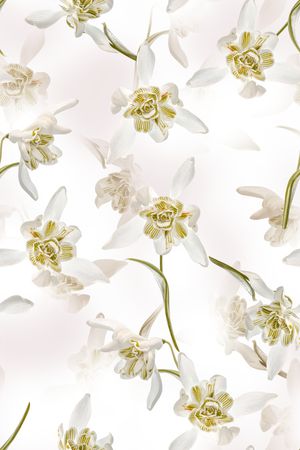 花卉印花花型图片