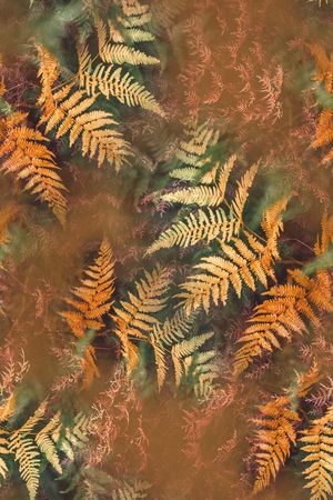 绿植树叶印花花型图片