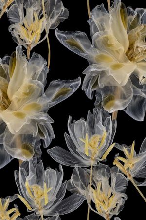 郁金香印花花型图片