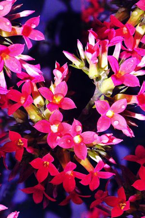花卉印花花型图片