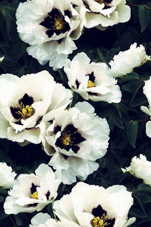 花卉印花花型图片