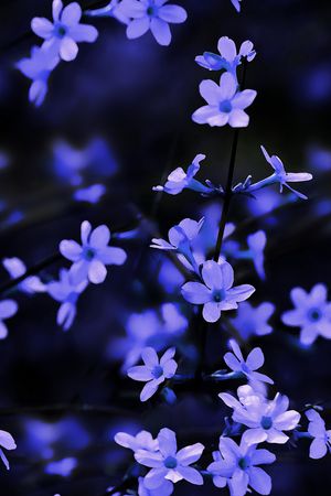 花卉印花花型图片