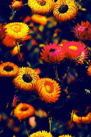 菊花印花花型图片