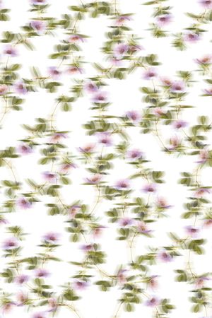 花卉印花花型图片