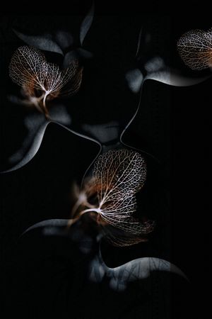 定位花印花花型图片
