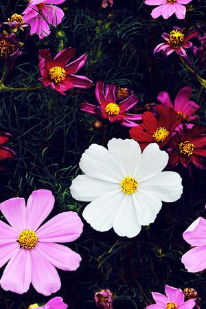 花卉印花花型图片