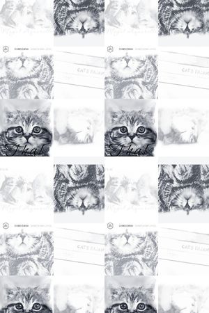猫印花花型图片