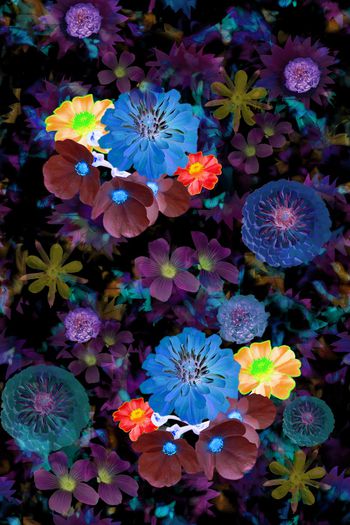 1556146-热带花卉组合2