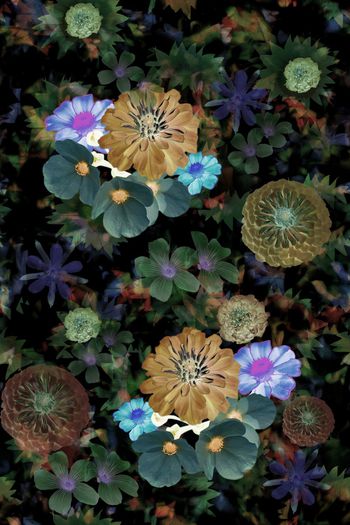 1556147-热带花卉组合3