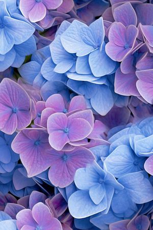 花卉印花花型图片