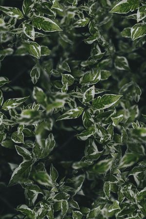 数码花型印花花型图片