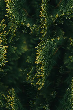 数码花型印花花型图片