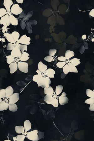 真丝印花花型图片